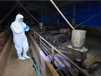 10年都吃它！非洲豬瘟場廚餘來源曝光 梧棲清潔隊專供單一豬場