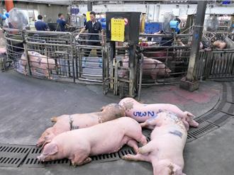 全國禁運禁宰5天 雲林肉品市場2080頭活豬屠宰後外運