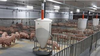 台中爆非洲猪瘟！台糖全面启动「生物安全防疫措施」