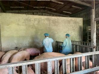 馬祖豬肉供應穩定！連江縣啟動防疫應變機制