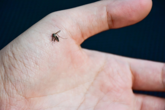 打蚊子老是揮空？達人教1手勢 命中率激增