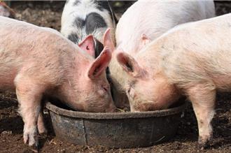 非洲豬瘟現蹤 食藥署嚴格把關2產地豬肉製品