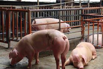 非洲猪瘟警讯！嘉义市即刻停卖厨余 营养午餐改用冷冻猪肉