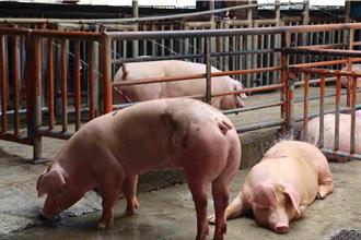 台中爆非洲豬瘟！北市教育局：彈性調整菜單與食材