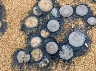 沙滩出现大量「长毛硬币」 陆游客拍下惊人一幕：绵延2公里