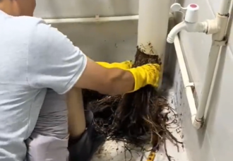 水管堵塞拉出「12米樹根」 房東嚇壞：8樓向下扎根到2樓