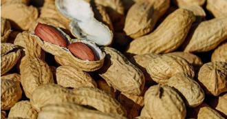 研究揭嬰兒4月大起吃花生「過敏率降逾40%」　成功案例達6萬