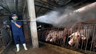 全面禁用廚餘餵豬以斷非洲豬瘟？作家：先崩潰的不是豬農