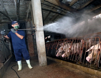 防堵非洲豬瘟擴散 曾入疫區3物品要消毒 7天內別去相關場所