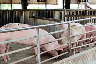 疑染疫豬流入嘉義「當天就賣光」 縣府展開全面疫調