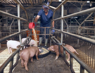 台中近半豬場廚餘餵養 未成立「廚餘蒸煮中心」遭抨擊
