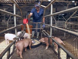 非洲豬瘟DNA病毒相對穩定！專家：養豬場全面封鎖滅毒