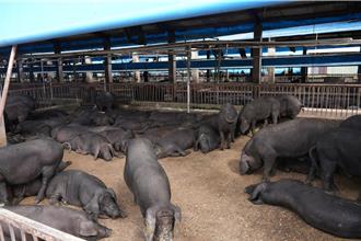 防堵非洲豬瘟 屏東全面稽查98家廚餘養豬場