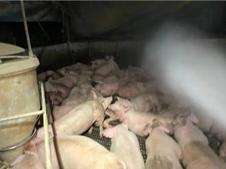 南投縣內8萬頭豬「高度警戒」 家畜所：全面禁止廚餘養豬