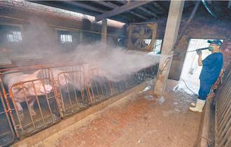 台中爆非洲豬瘟 北市教育局：營養午餐禁用溫體豬