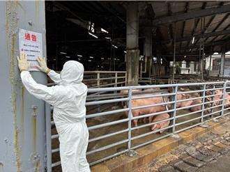全台禁厨余喂猪没配套 桃园养猪协会怒批：6年前就提醒了