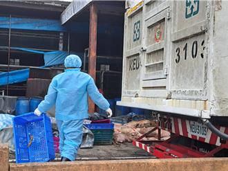 台中爆非洲豬瘟疫情！117頭豬隻死亡　檢方分案追查