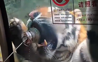 月薪21.5萬元徵「獸王司機」 洛陽動物園：應徵人數眾多