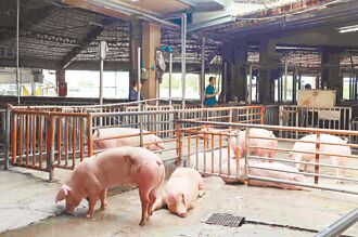 非洲豬瘟防疫 總統穩軍心