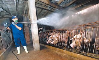 台灣首例 台中出現非洲豬瘟