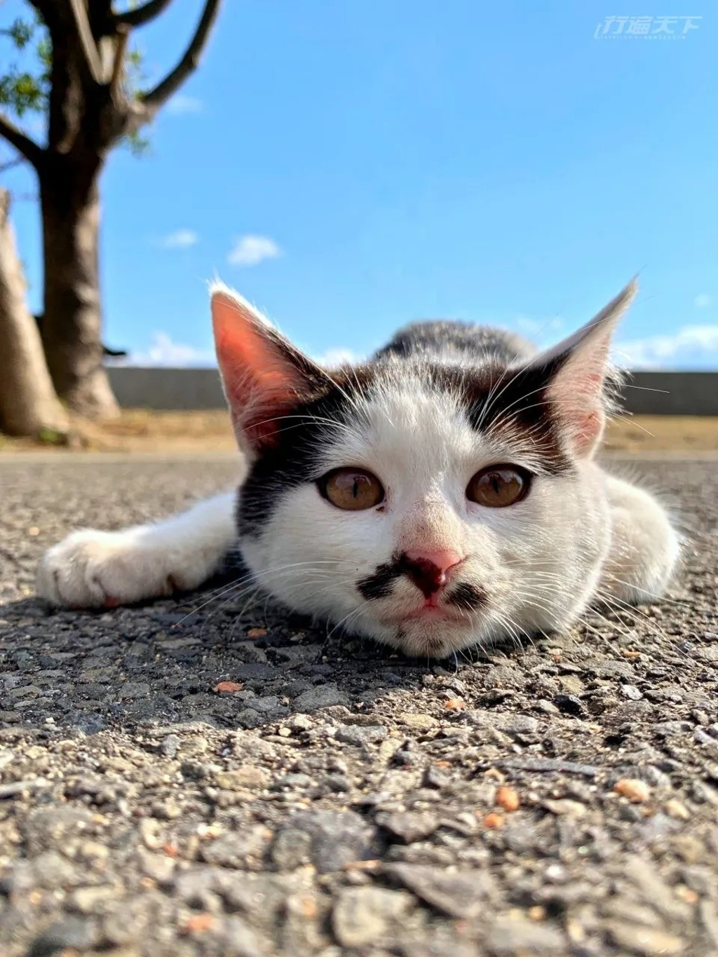 我的書《日本貓島旅行》封面所使用的貓咪照片,也正是在佐柳島拍攝的。(行遍天下提供/圖:菜菜子)