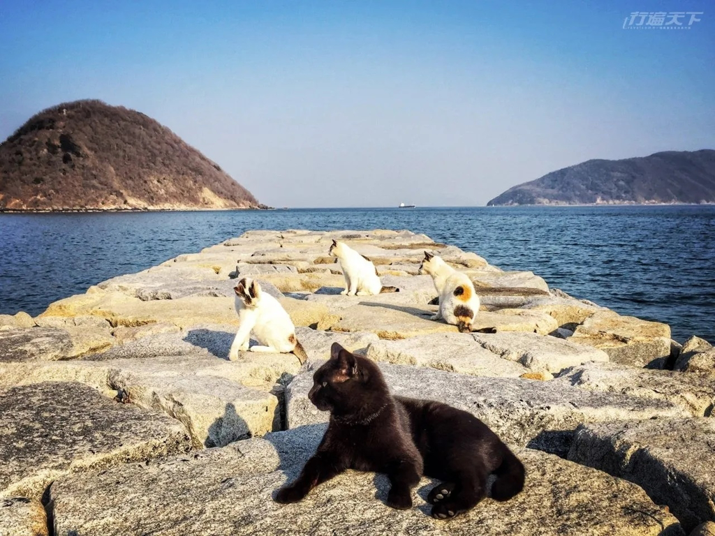 在佐柳島,貓咪不是風景的一部分,而是風景的主角。(行遍天下提供/圖:菜菜子)