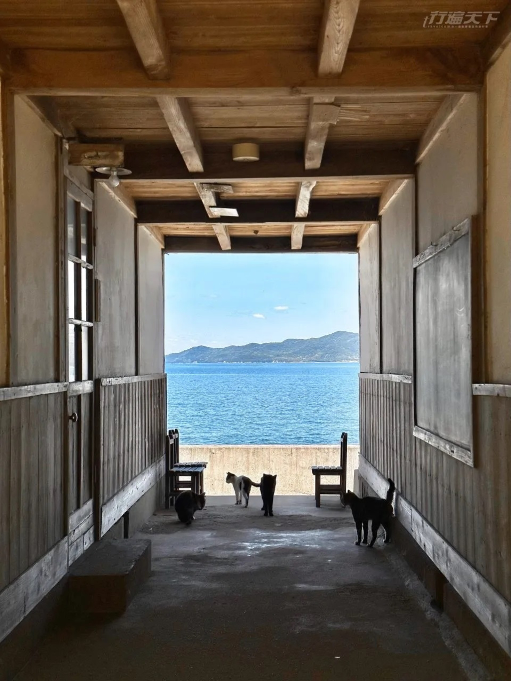從青年旅館的木門框望出去,映入眼簾的是海、貓,以及陽光灑落在波光上的粼粼光影。那畫面無論是否按下快門,都會靜靜烙印在記憶深處。(行遍天下提供/圖:菜菜子)