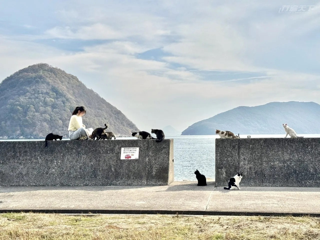 有些人會直接坐在堤防上跟貓咪玩耍。(行遍天下提供/圖:菜菜子)