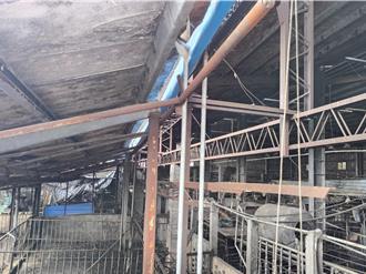 獨家》35年心血全沒了！台中爆非洲豬瘟 老豬農：家裡破產兒重回工地