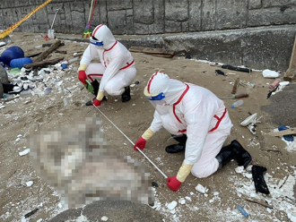 馬祖北竿芹壁沙灘驚見「海漂豬屍」 海巡焚燬掩埋、環境大清消