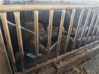 防堵非洲豬瘟！苗栗「禁廚餘餵豬」 啟動每日50噸收運計畫