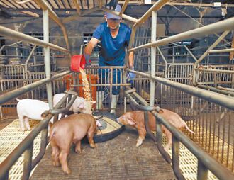 辅导转型 农业部：不考虑禁厨余喂猪