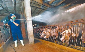 清除非洲豬瘟 須長期抗戰