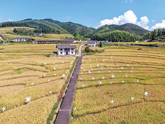 陸糧倉充裕 年均收購逾4億噸