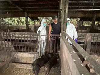 新北防堵非洲猪瘟疫情扩散 4厨余养猪场猪只健康