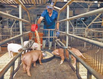 台中非洲豬瘟40運輸關聯場全陰性 5屠宰場檢驗中