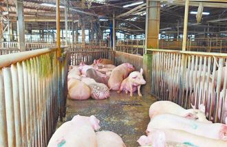 禁止廚餘養豬 台中恐變廚餘山？環保局回應了
