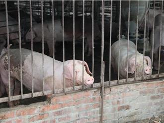 防堵非洲豬瘟！嘉義縣啟動廚餘應變 黑水虻日消化1.5公噸