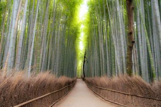 遊京都注意！嵐山竹林小徑附近驚見熊出沒