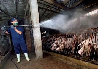 台中非洲豬瘟疫調遭打槍 死亡豬數量兜不攏、廚餘處理未落實