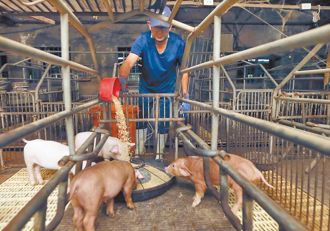 桃园养猪业陷5大困境 张善政喊话中央：设蒸煮中心、稳物价
