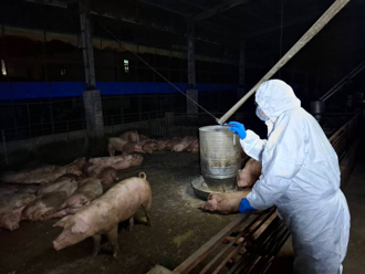 延长猪只禁运10天 张丽善吁全面禁厨余养猪：别因小失大