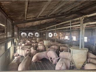台南后壁猪农无视禁令 偷运13只猪趴趴走 遭重罚35万