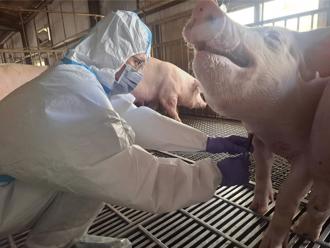 台中問題豬場肉品險流向高雄 陳其邁：不配合調查將移送法辦