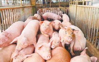 非洲豬瘟案揪獸醫佐「無照給藥」 延誤防疫移送檢調