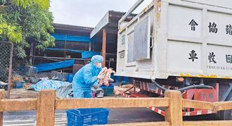 豬隻禁運再延10天 嘉義市長黃敏惠籲中央比照農損補助