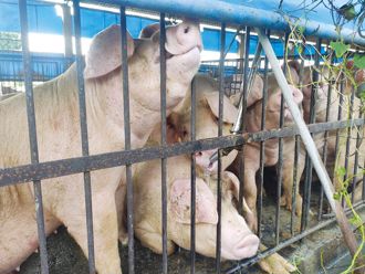 台中非洲豬瘟內幕曝 獸醫佐電話問診、獸醫師誤判