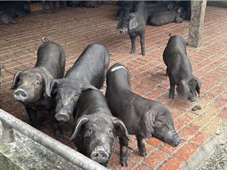 廚餘養豬藏非洲豬瘟風險 養豬協會理事長：短時間內一定要禁