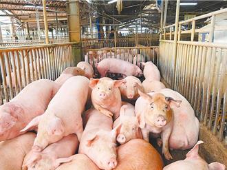 非洲猪瘟95％是厨余惹祸？高雄养猪协会吁全面禁用