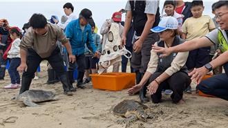 落實生態教育宣導 澎湖野放11隻救護收容康復海龜